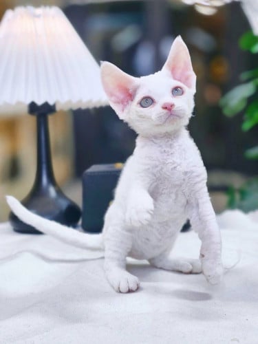 Devon Rex