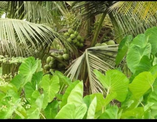 ដីចម្កាមានដំណាំទទួលផលស្រាប់លក់បន្ទាន់ធូៗនៅតាកែនកោះស្លា