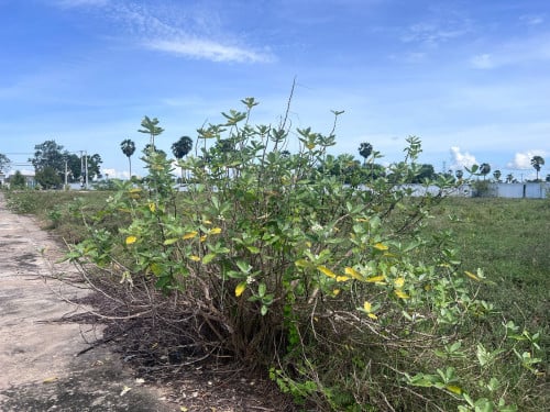 ដីលក់បន្ទាន់ផ្លូវ51 4651m2