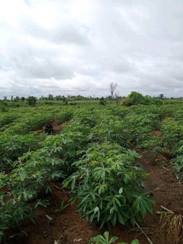 ដីចម្ការលក់