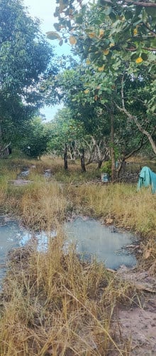 ដីចម្ការចន្ទី M23 សុទ្ធ