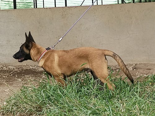 Malinois vs Dutch shepherd