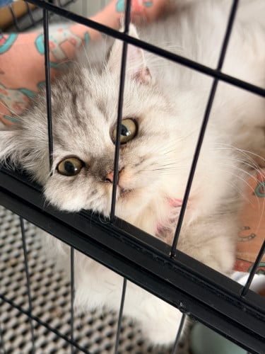 Munchkin long hair short leg