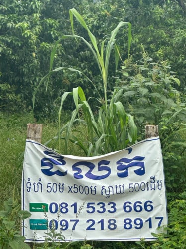 នៅខេត្តប៉ៃលិន 20នាទី ពីវិមានឯករាជ្យ មានស្វាយ500ដើម មានក្រអូន 100ដើម