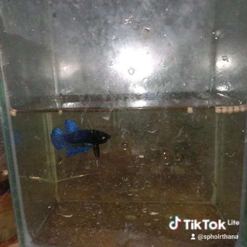 មានបោះដុំត្រីក្រឹមកូនសំបុកសៀមជល់