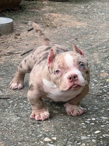 Bully Exotic ( Pre Order )