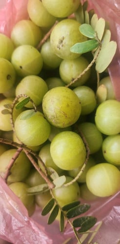 ផ្លែកន្ទួតព្រៃ