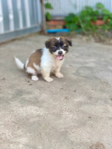 កូនឆ្កែស្អាតៗតម្លៃល្អ