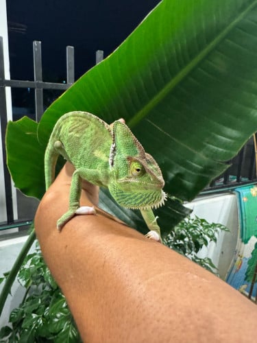 បង្កួយសាំងលេងបាន ស៊ីសត្វល្អិត (ញី)