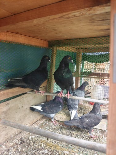 ព្រាបស្អាត់មួយគួ12.5$