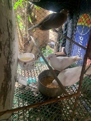 លលកមួយគួរ15$