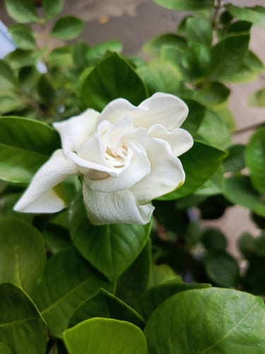 ដើមផ្កានិរតី/Gardenia Flower Plant