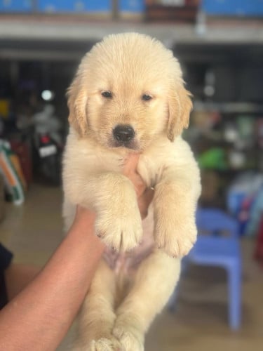 Golden Retriever