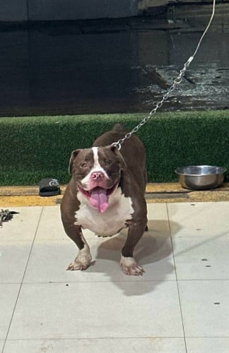 Bully XXL VIP ធំខ្លាំង