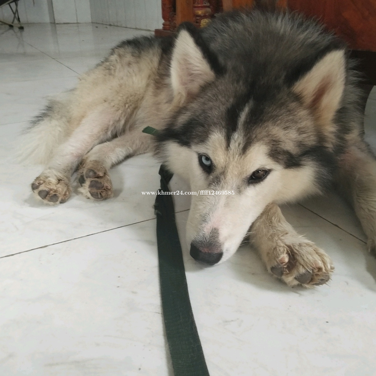 Pug vip price in Anlong Vil, Sangkae, Battambang, Cambodia