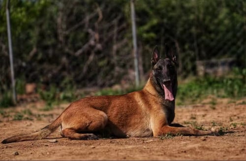 戈森，科目犬转让