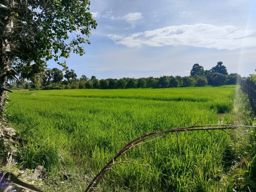 ដីកសិកម្មលក់