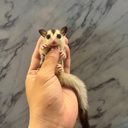 កំប្រុកហោះ