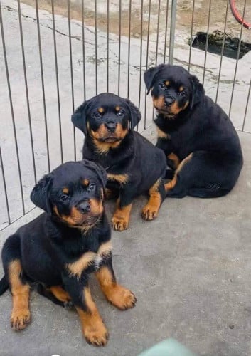 Rottiwer Future 70kg gains