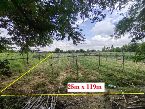 ដីលក់ ស្រុកស្អាង ចុះពីផ្លូវជាតិ២១ ត្រឹមតែ200ម (13Km ពីរង្វង់មូលតាខ្មៅ)