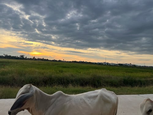 តំលៃ300$ប្លង់រឹង