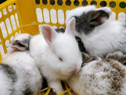 កូនទន្សាយស្អាត