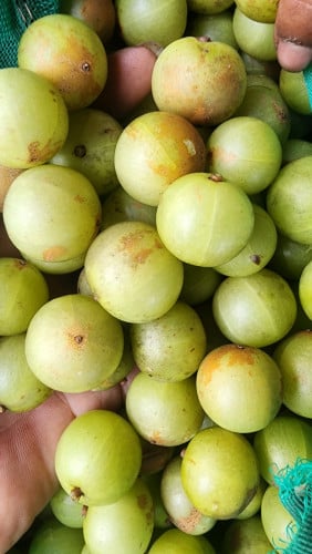 ផ្លែកន្ទួតព្រៃល្អៗ