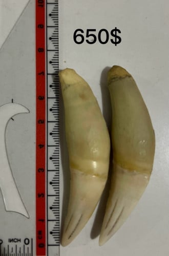 លក់ចង្គោមខ្លា នឹងភ្លក់ដំរី