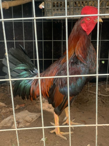 ឡាយ អាមេរិច គីឡូ៣១ កំពុងបំពេញរោម