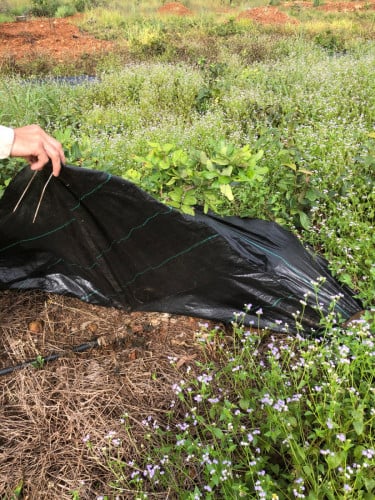 កម្រាលសម្រាប់គ្របតាមគល់ដំណាំ ការពារស្មៅដុះ