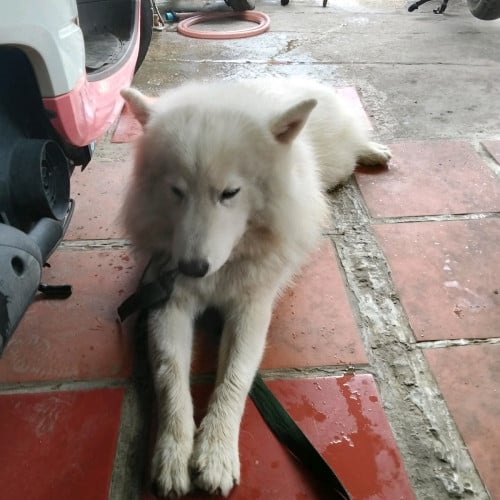 ទទួលដាក់បា ឈ្មោលសាមួយសុទ្ធ