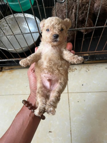 កូន Poodle 🐩