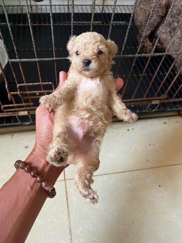 កូន Poodle 🐩