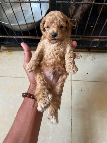 កូន Poodle 🐩