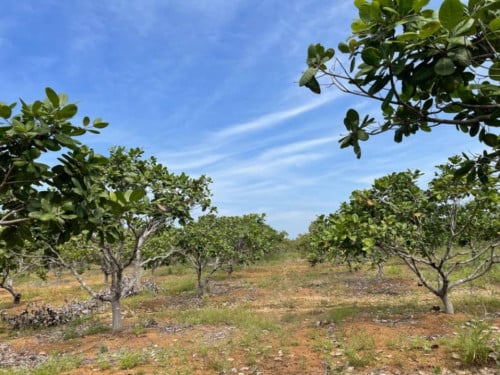 🏦Land for Urgent sale (Negotiable), ABA Loan Available