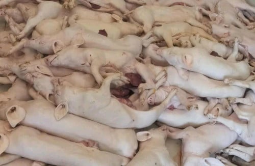 មានលក់សាច់ជ្រូកកណ្ដុលថ្មីៗស្រស់ៗ