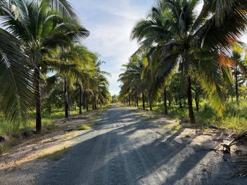 ដីលក់ក្រោមទីផ្សារលក់ប្រញាប់លុយ