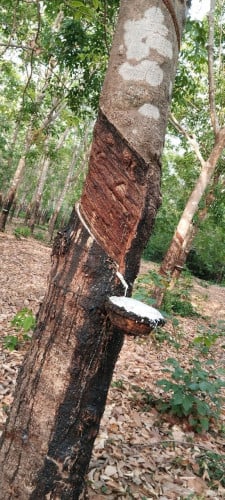 ចំការកៅស៊ូលក់