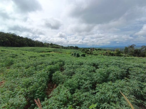 ដី8ហាត់ ពូត្រុំ ក្រុង សែនមនោរម្យ ខេត្តមណ្ឌលគីរី