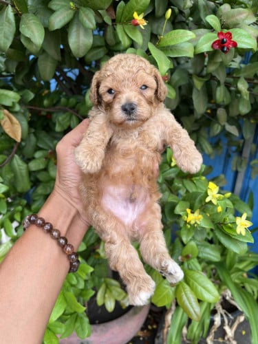 កូន​ Poodle 🐩 ឈ្មោល