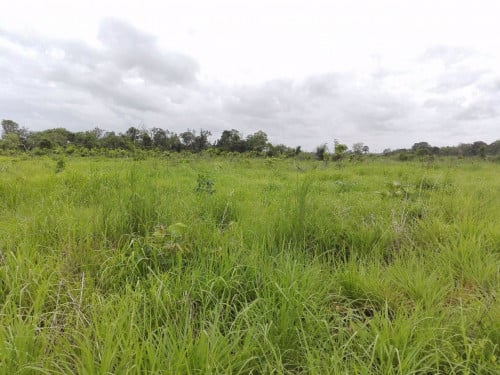 ដីលក់លើផ្លូវជាតិលេខ៧