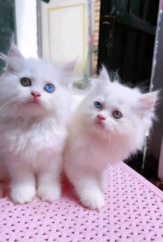 Persian 2 color eye(instore boy)