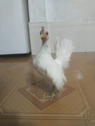 លក់កូនមាន់សេរីម៉ា ឈ្មោល