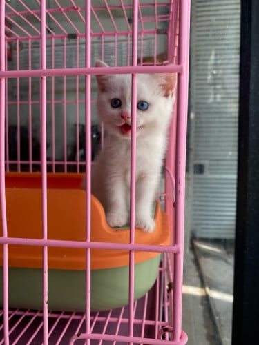 British shorthair 2 color eye(instore)