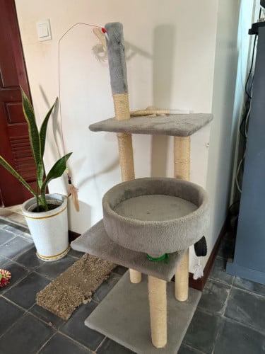 Cat climbing tower