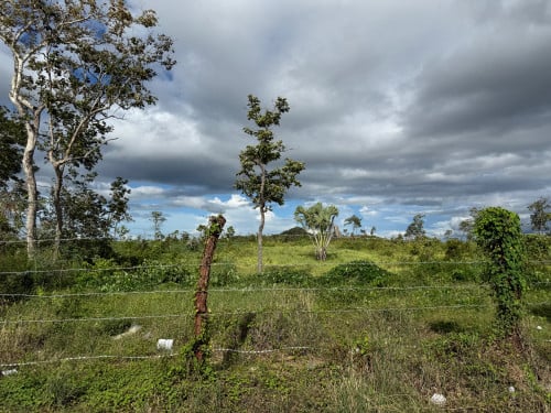 ដីលក់ នៅវាលវែង