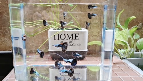 ត្រីប្រាំពីរពណ៍ពូជ blue dragon 1គូរ=2.5$