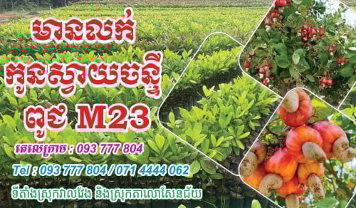 លក់កូនចន្ទីពូជM23