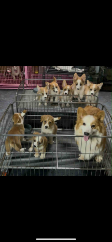 Corgis