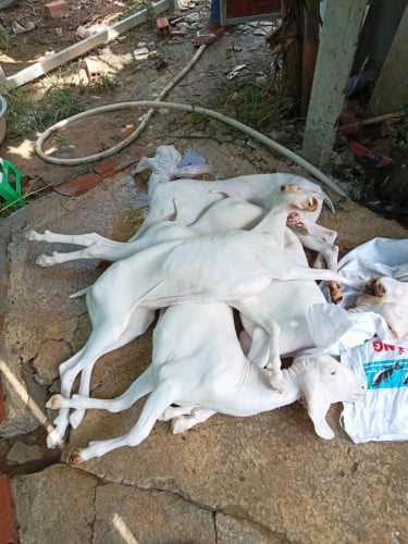 មានលក់សាច់ពពែ